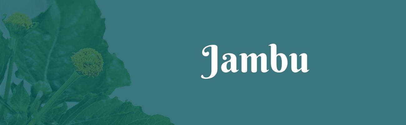 jambu o que é