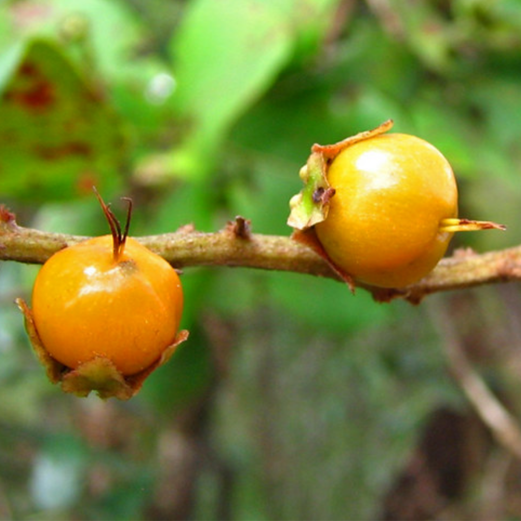 muruci-fruta-amazônica-flor-de-jambu