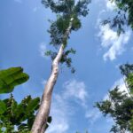 arvore cerejeira da amazonia