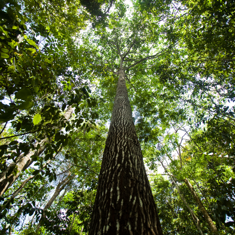 Conheça 4 Espécies De árvores Ameaçadas De Extinção Da Amazônia 0510