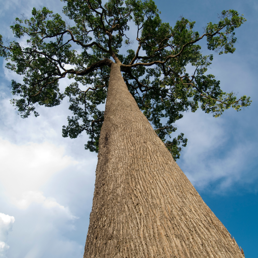 castanheira-do-brasil-árvore-ameaçada-de-extinção
