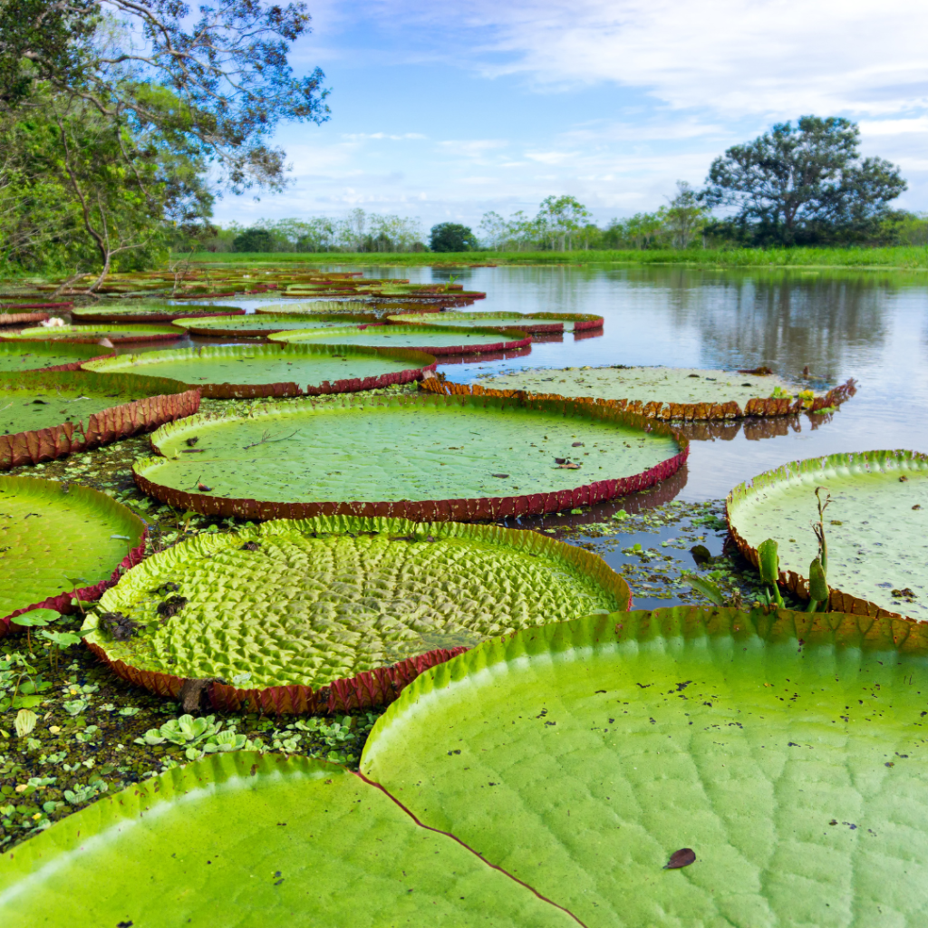 planta-aquática-da-amazônia